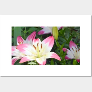 Madonna Lily Posters and Art